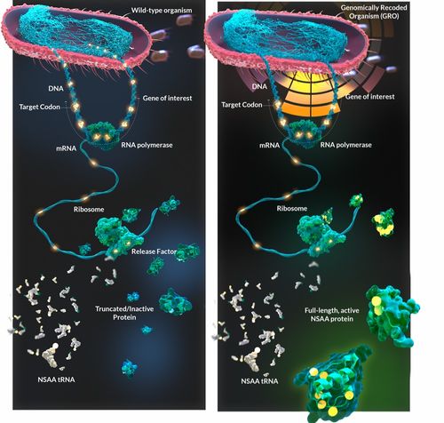 乔治·丘奇实验室再启新篇章 获拜耳投资，以非天然氨基酸与工程化大肠杆菌重塑蛋白质药物研发未来